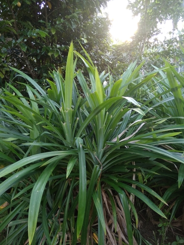 Pandanus amaryllifolius (Fragrant screw pine) — photo