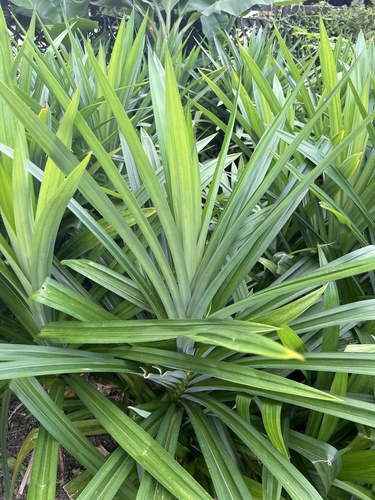 Pandanus amaryllifolius