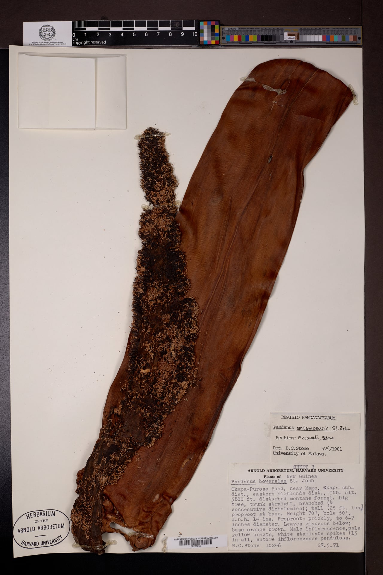 Pandanus antaresensis — photo