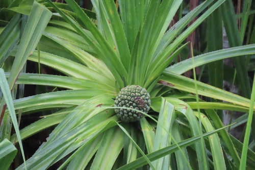 Pandanus aquaticus (River pandanus) — photo