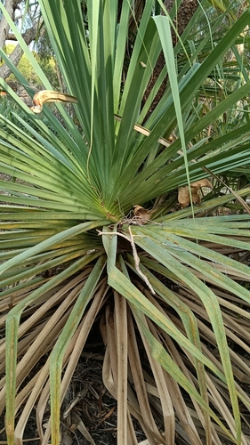 Pandanus aquaticus (River pandanus) — photo