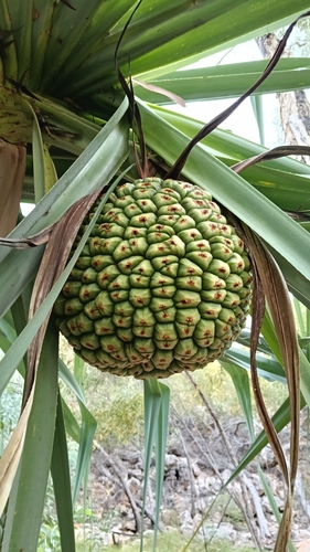 Pandanus aquaticus