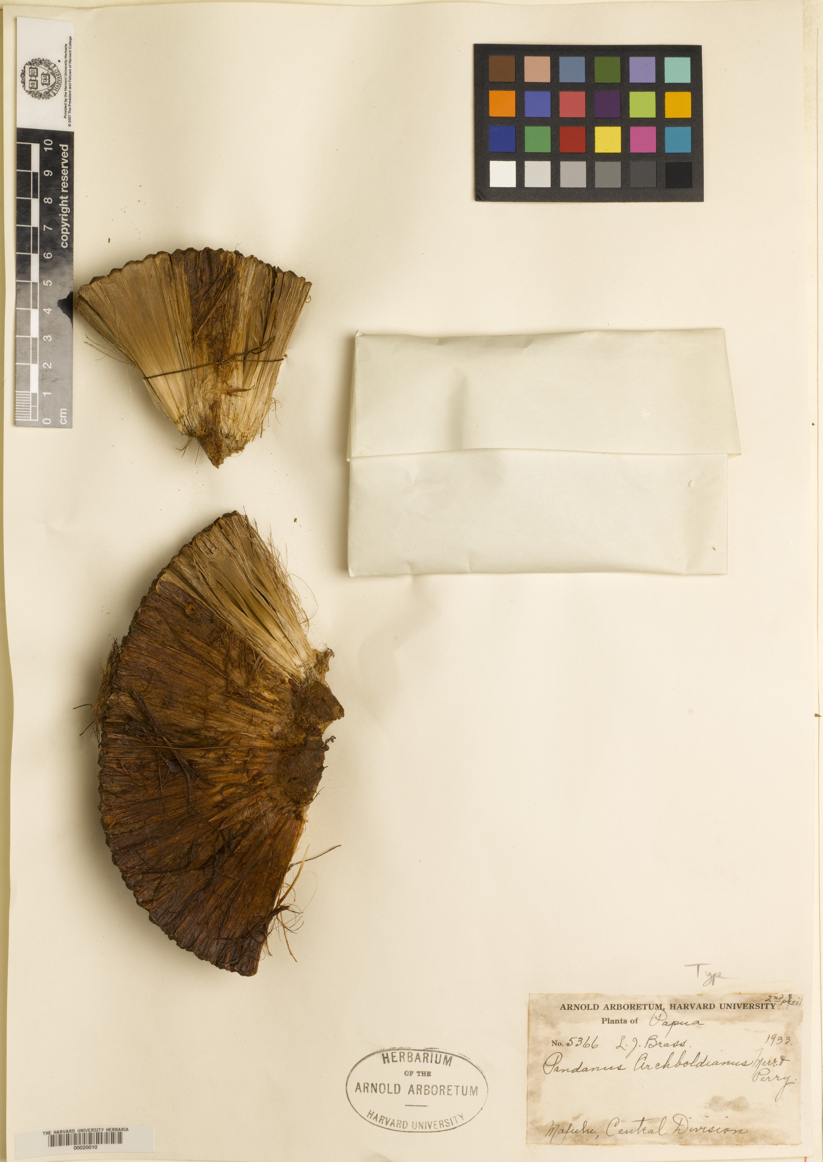 Pandanus archboldianus — photo