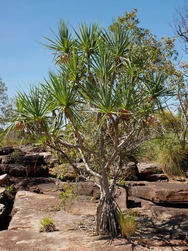Pandanus basedowii (Rock pandanus) — photo