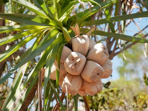 Pandanus basedowii (Rock pandanus) — photo