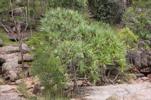 Pandanus basedowii