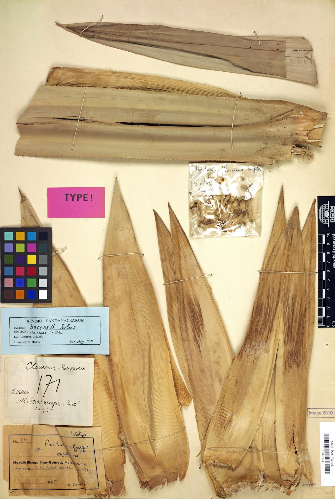 Pandanus beccarii — photo