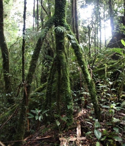 Pandanus brosimos (Wild karuka) — photo