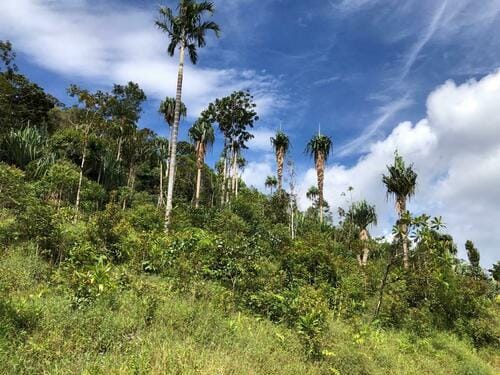Pandanus brosimos (Wild karuka) — photo