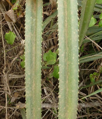 Pandanus candelabrum — photo
