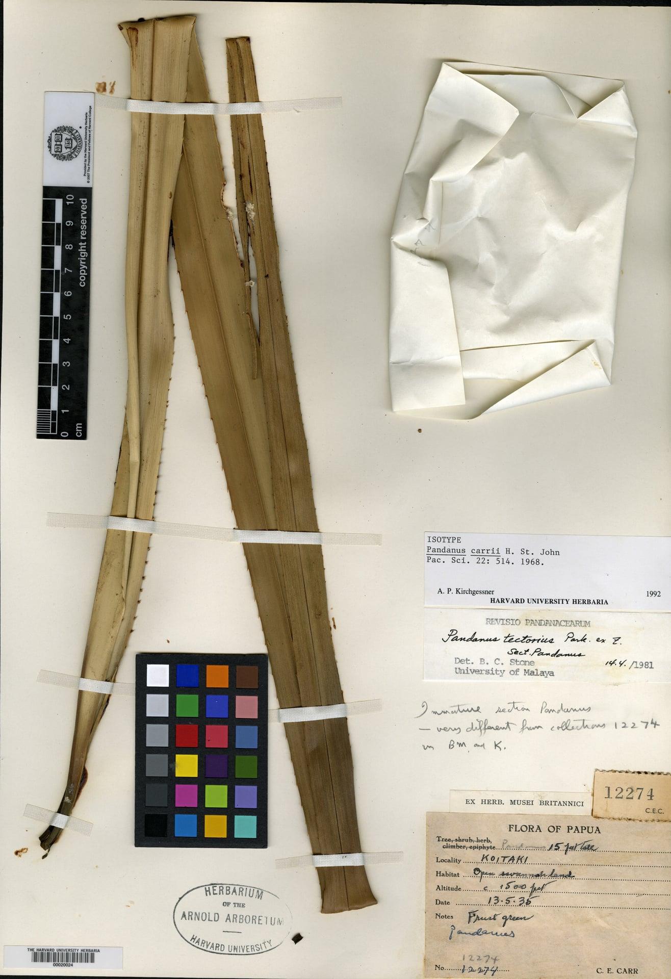 Pandanus carrii