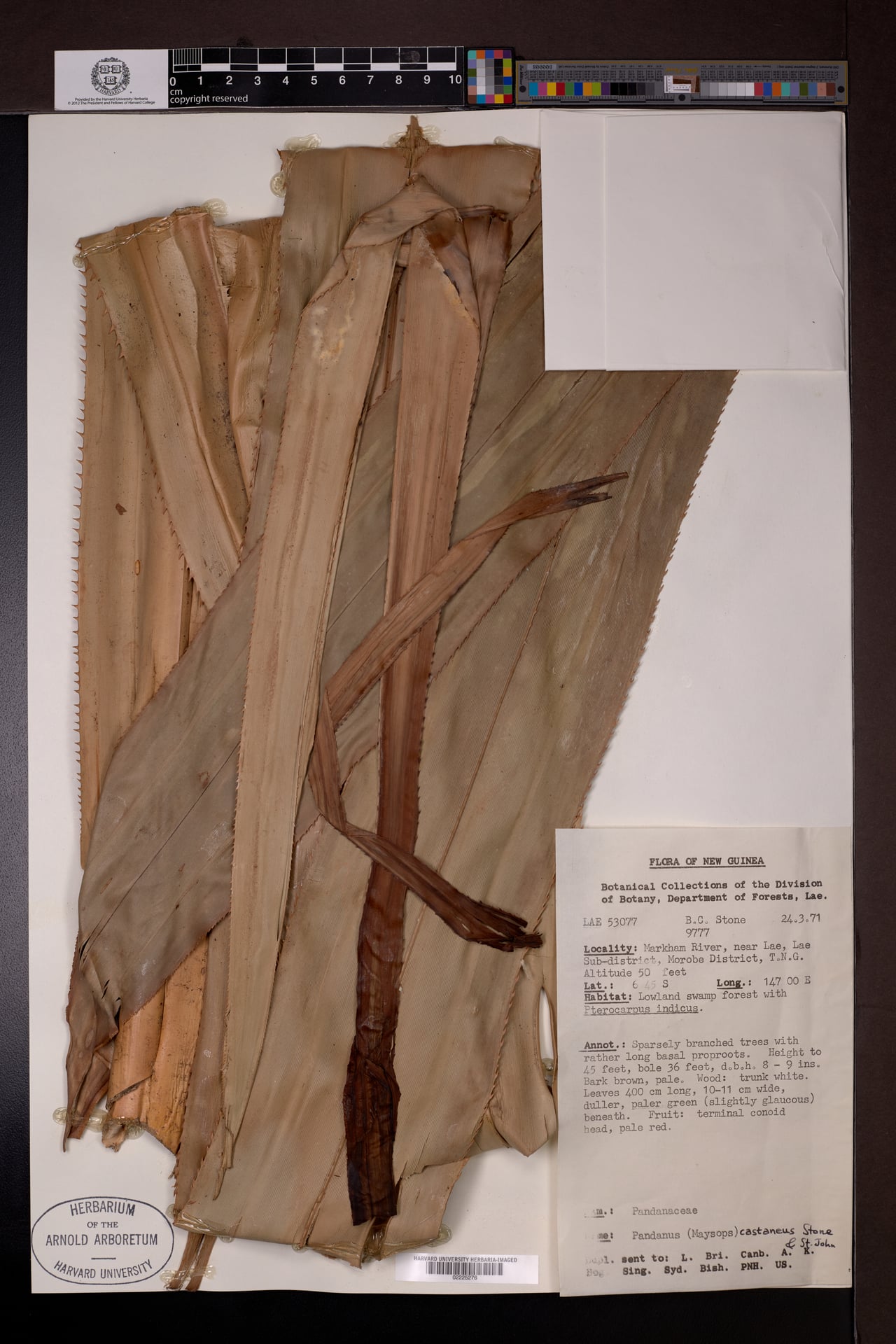 Pandanus castaneus (Faket) — photo