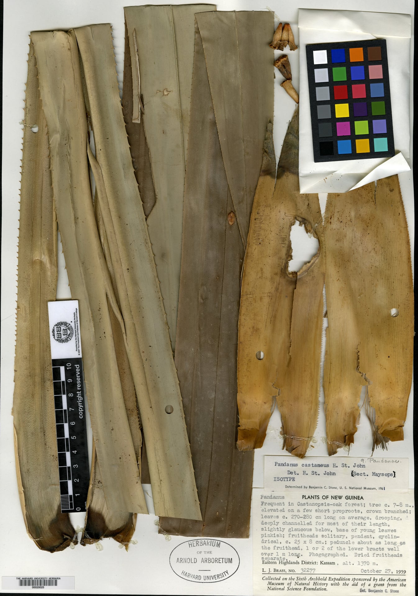 Pandanus castaneus (Faket) — photo