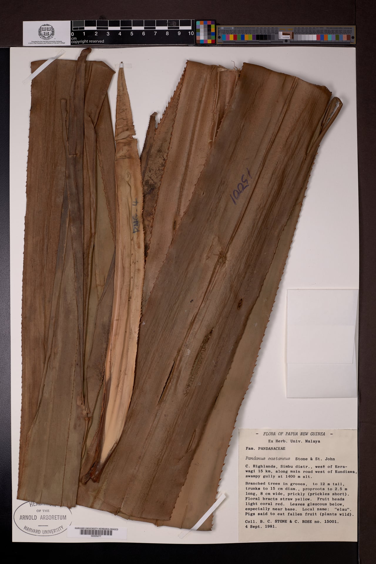 Pandanus castaneus