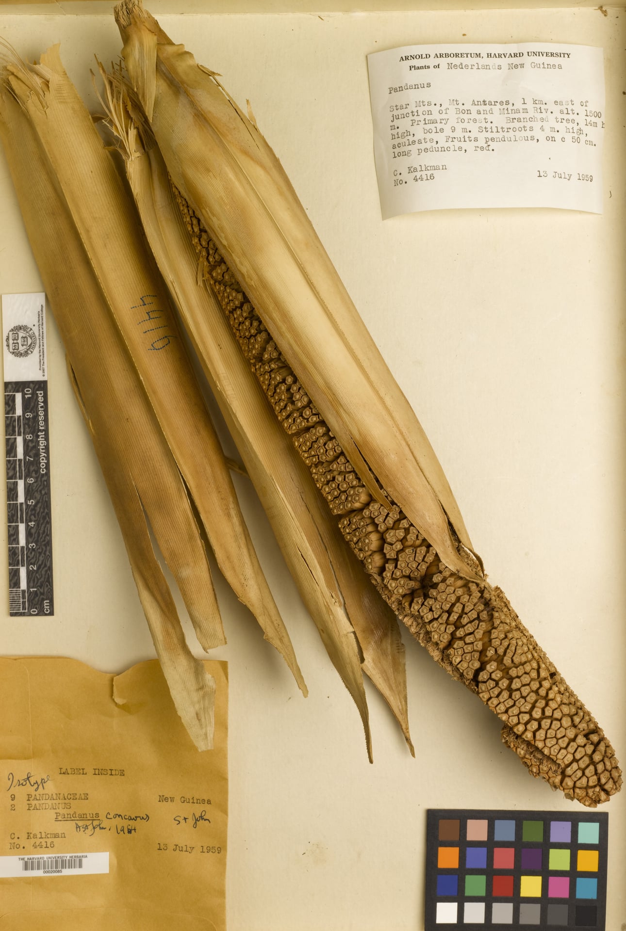 Pandanus concavus — photo