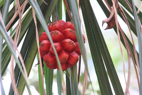 Pandanus conicus (Mace Screw Pine) — photo