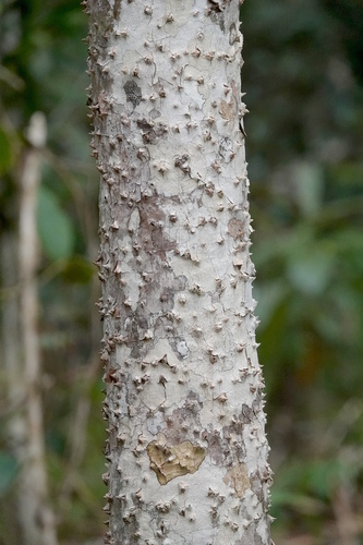 Pandanus conicus (Mace Screw Pine) — photo
