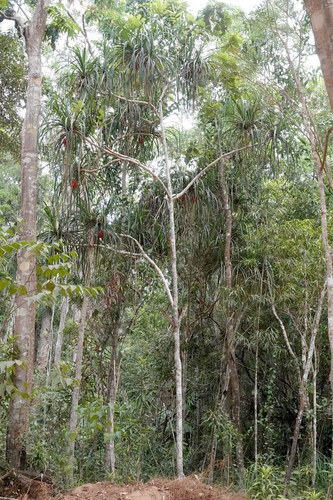 Pandanus conicus
