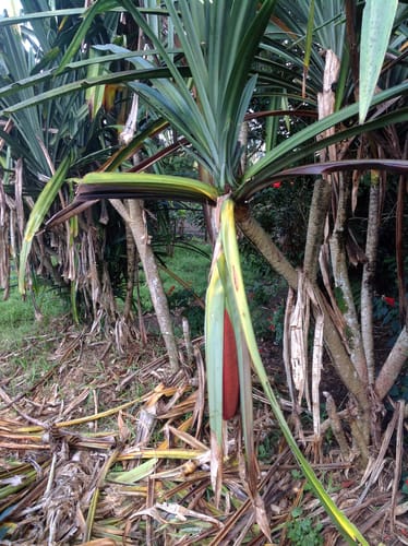 Pandanus conoideus (Marita) — photo