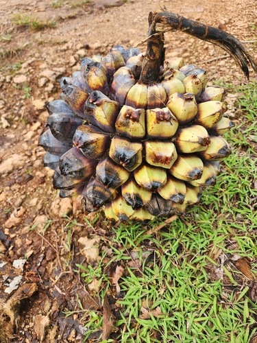 Pandanus dubius (Bakong) — photo
