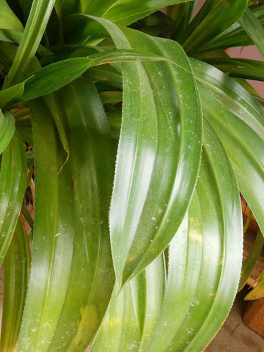 Pandanus dubius (Bakong) — photo