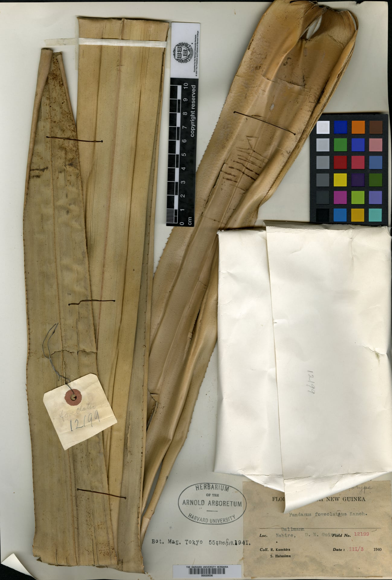 Pandanus foveolatus
