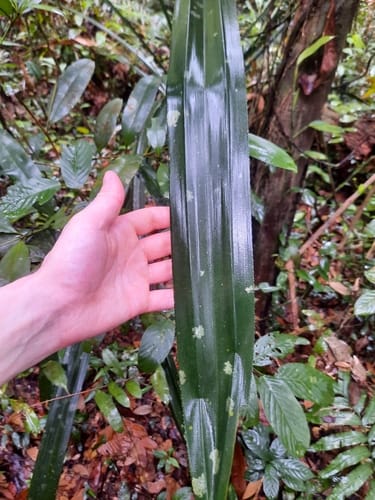 Pandanus houlletii (Pandan hutan) — photo