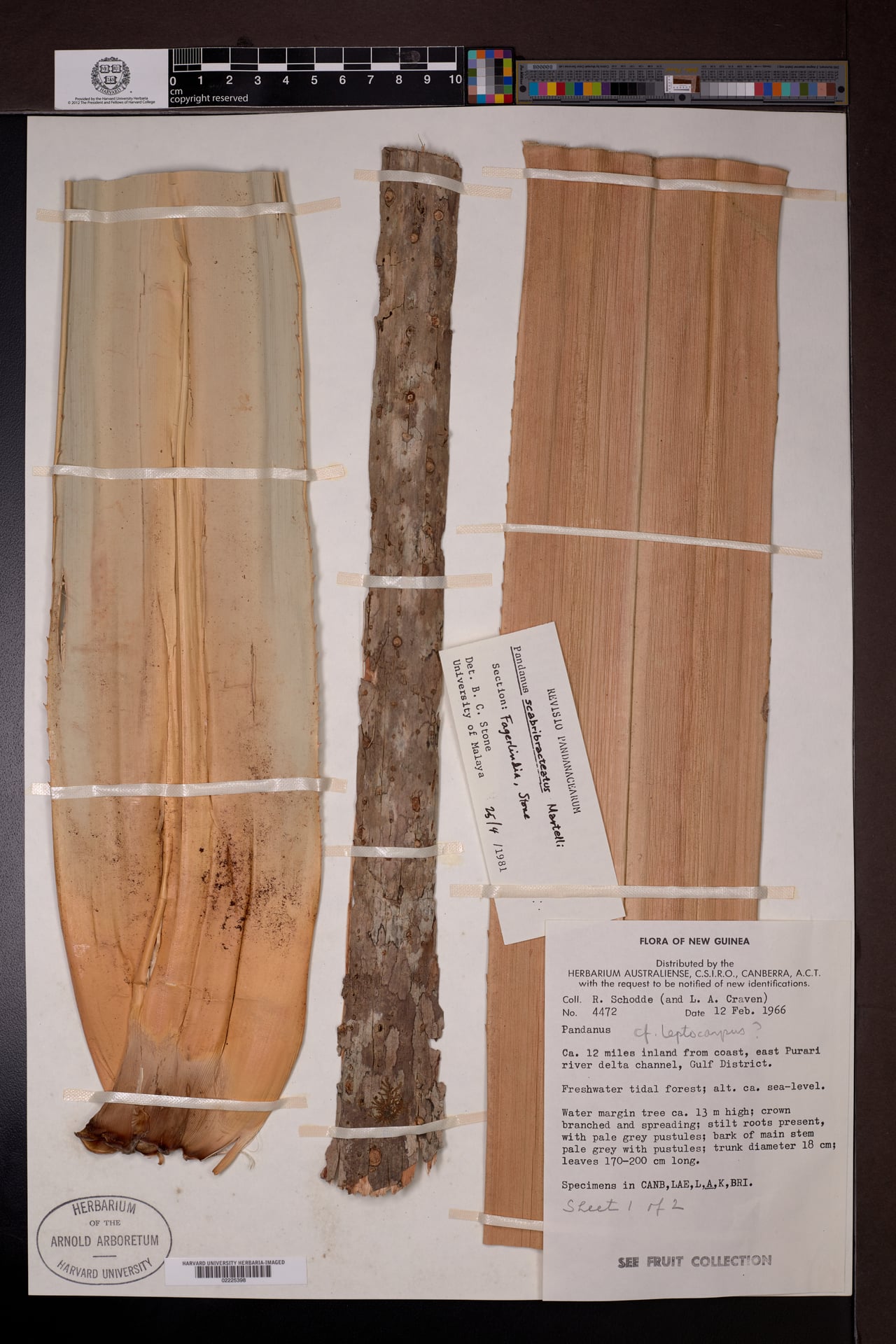 Pandanus kaernbachii — photo
