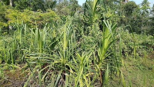 Pandanus kaida (Hillside screw-pine) — photo