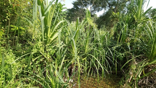 Pandanus kaida (Hillside screw-pine) — photo