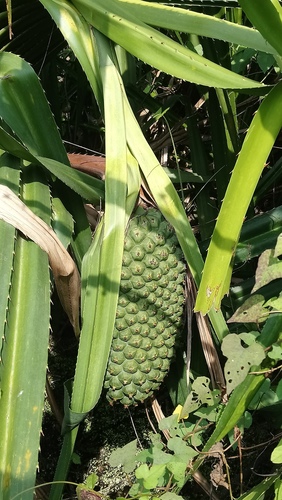 Pandanus kaida