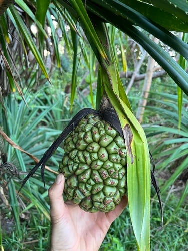 Pandanus kirkii — photo