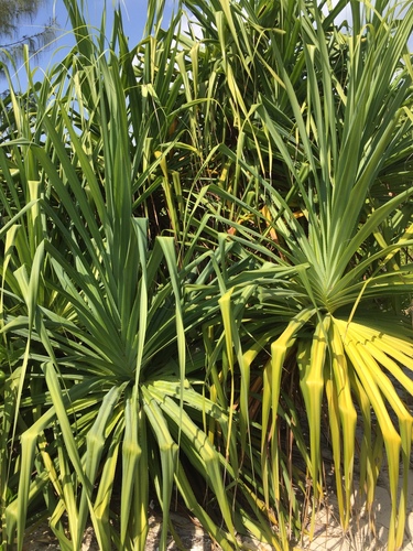 Pandanus kirkii