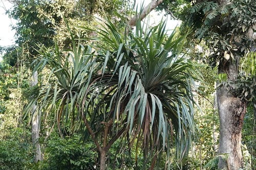 Pandanus krauelianus (Corncob Screw Pine) — photo