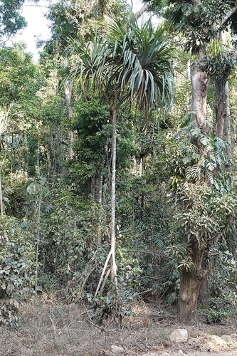 Pandanus krauelianus