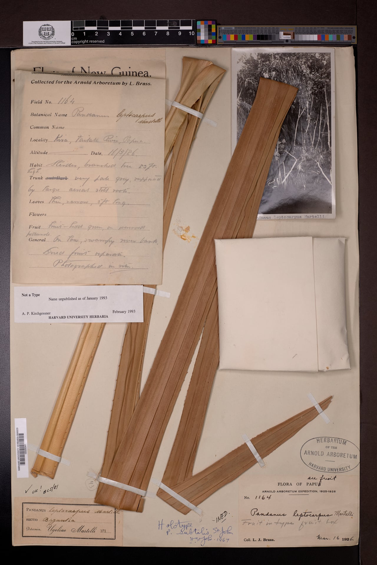 Pandanus leptocarpus — photo