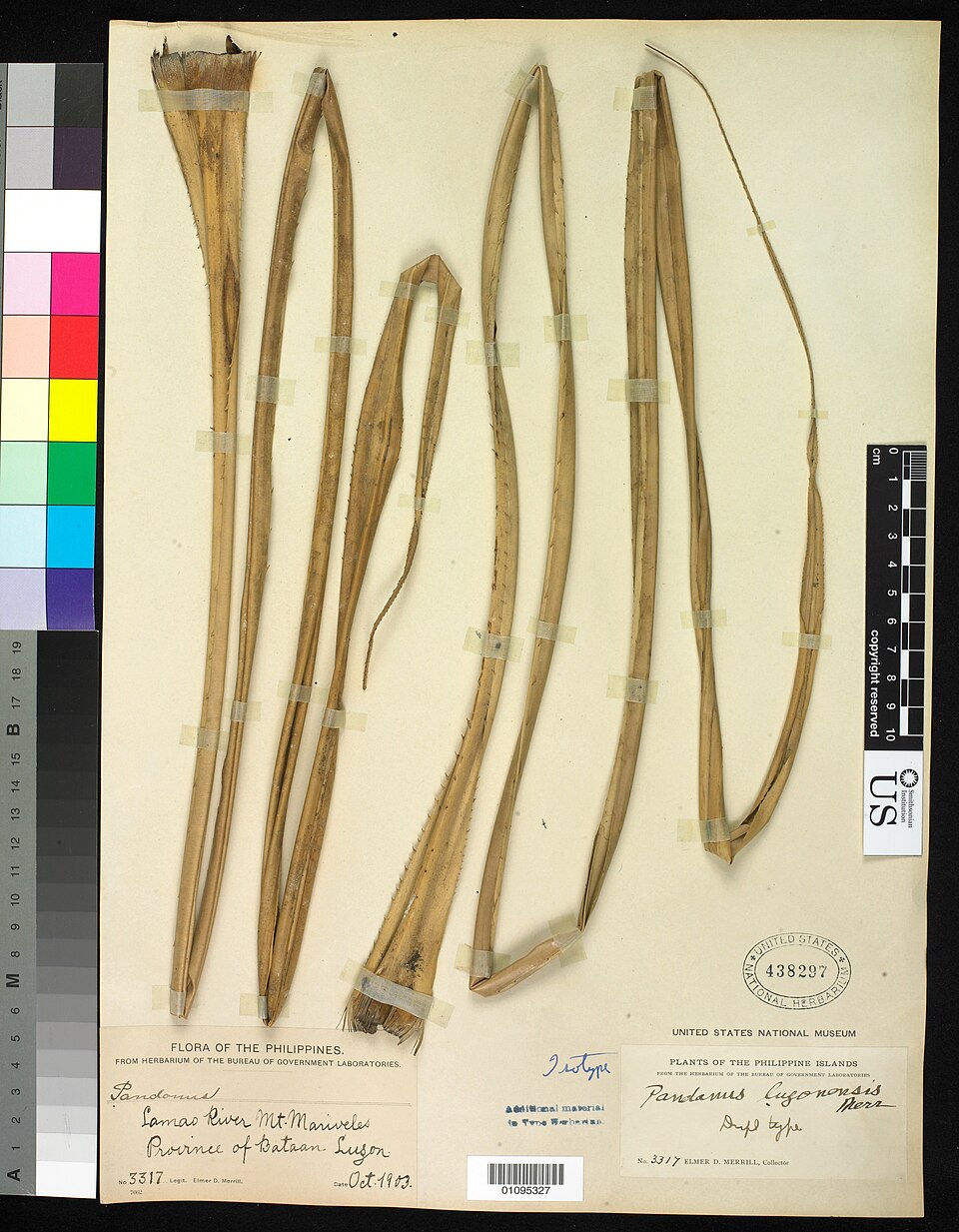 Pandanus luzonensis (Alas-as) — photo