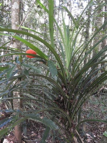 Pandanus monticola (Rainforest Screw Pine) — photo