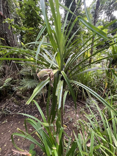 Pandanus monticola (Rainforest Screw Pine) — photo
