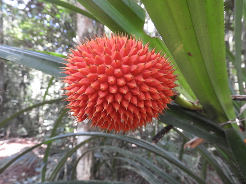 Pandanus monticola