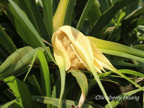 Pandanus odorifer (Fragrant screwpine) — photo