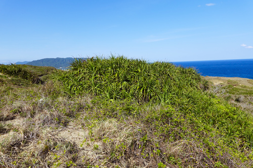 Pandanus odorifer (Fragrant screwpine) — photo