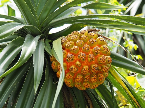 Pandanus odorifer