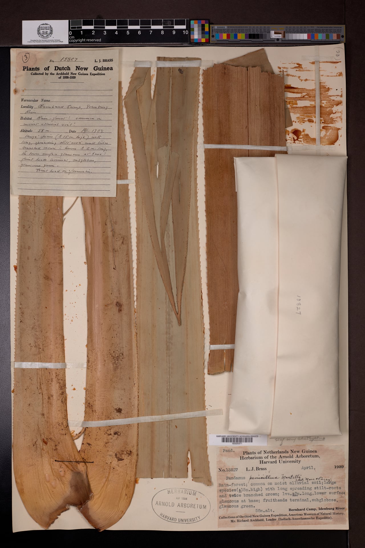 Pandanus penicillus — photo
