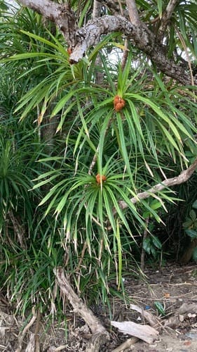 Pandanus polycephalus (Small pandanus) — photo