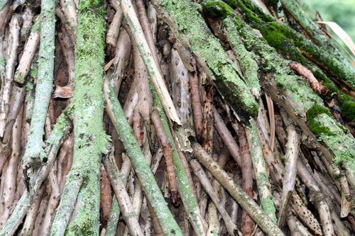 Pandanus polycephalus
