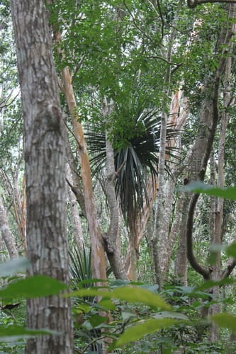 Pandanus rabaiensis — photo