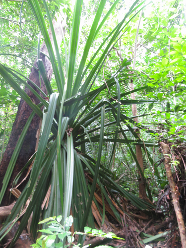 Pandanus rabaiensis