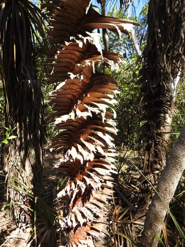Pandanus spiralis (Spring Pandanus) — photo