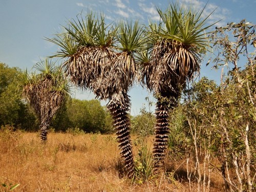 Pandanus spiralis (Spring Pandanus) — photo